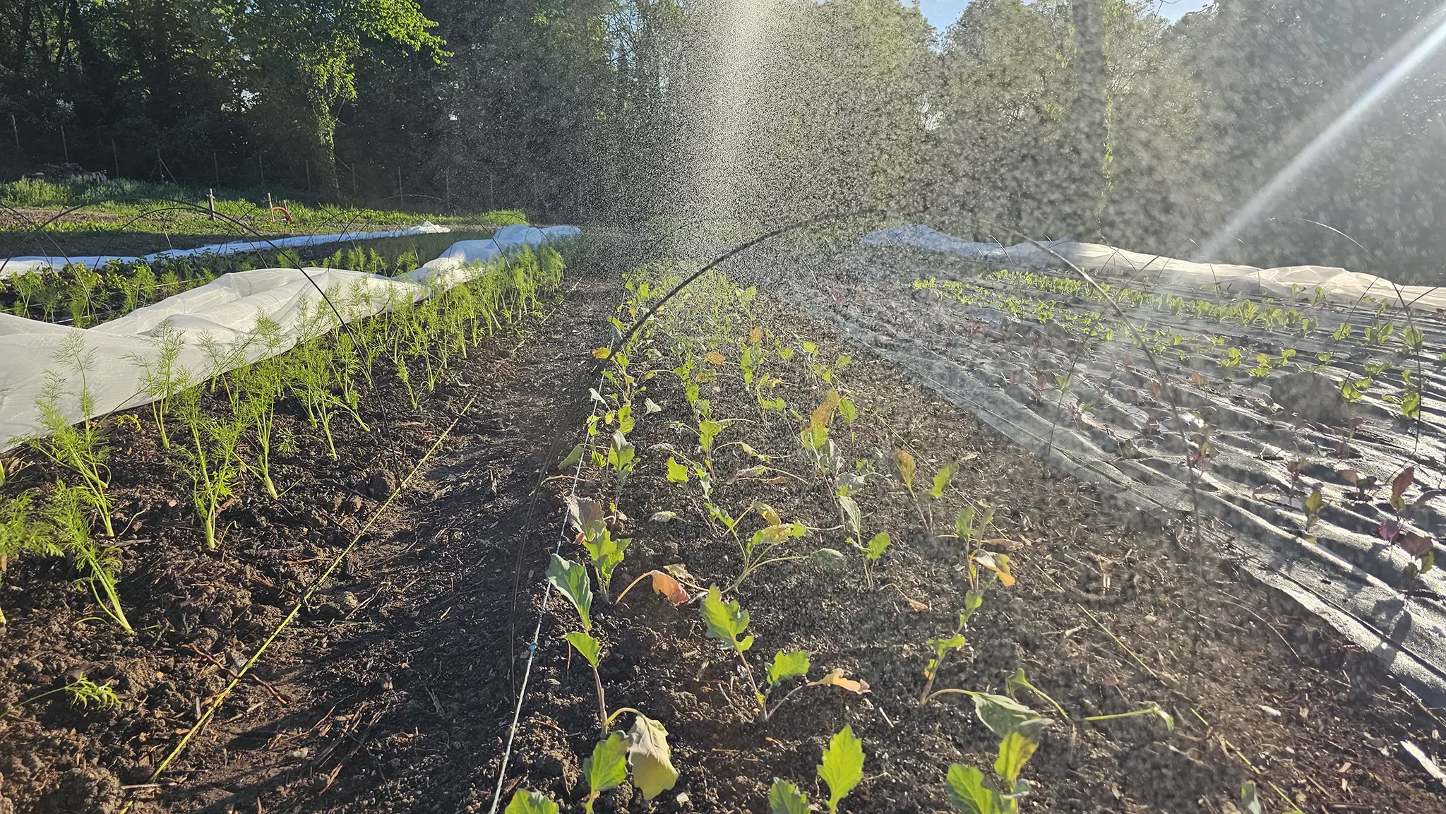 On doit arroser pour garantir la prise des plants
