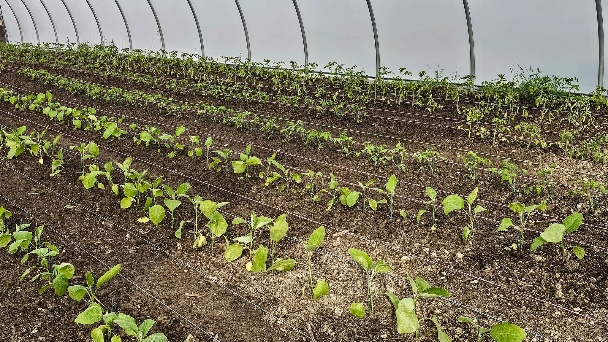 Premières plantations dans les serres