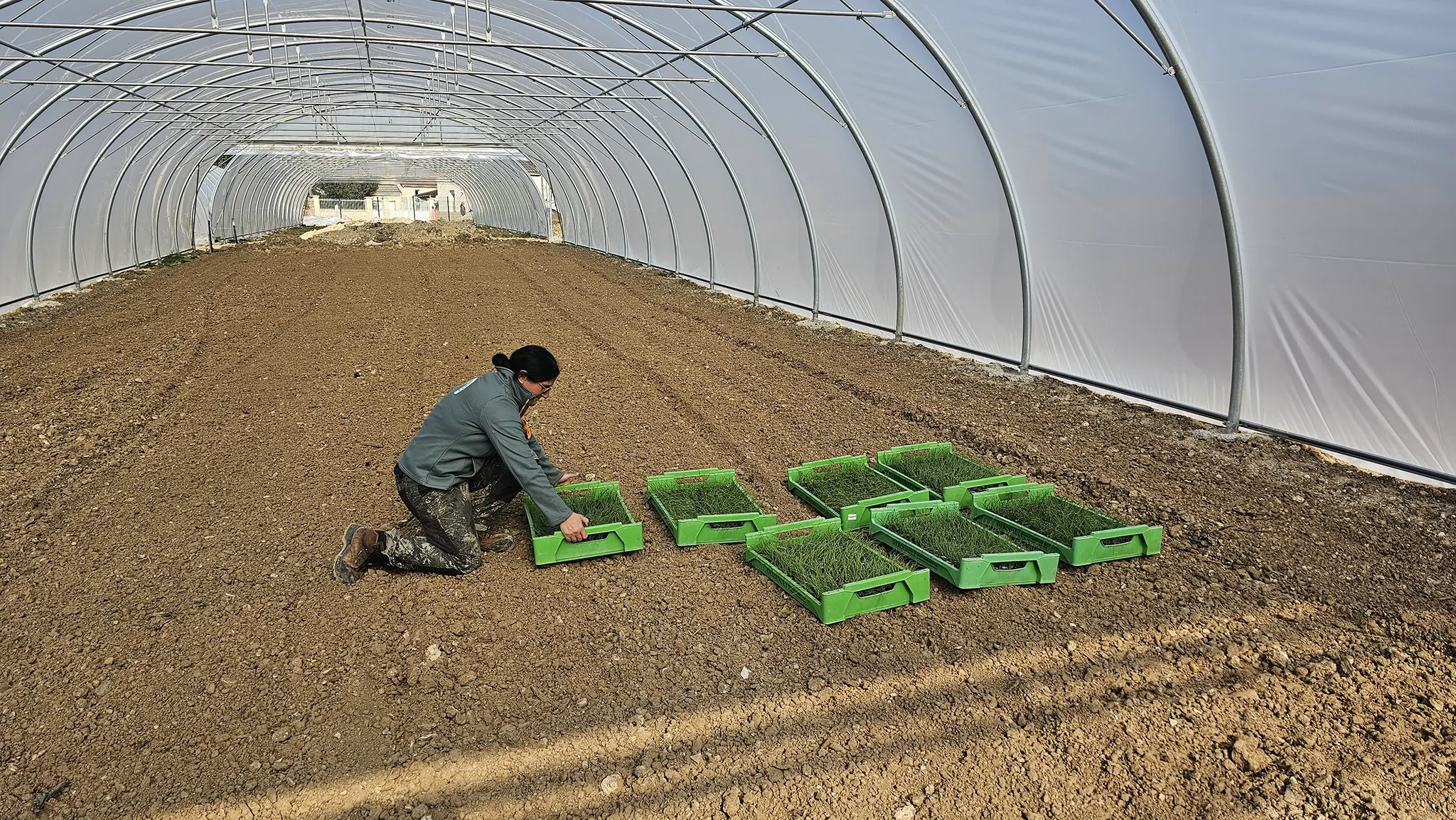 Les toutes premières caisses de plants sont arrivées